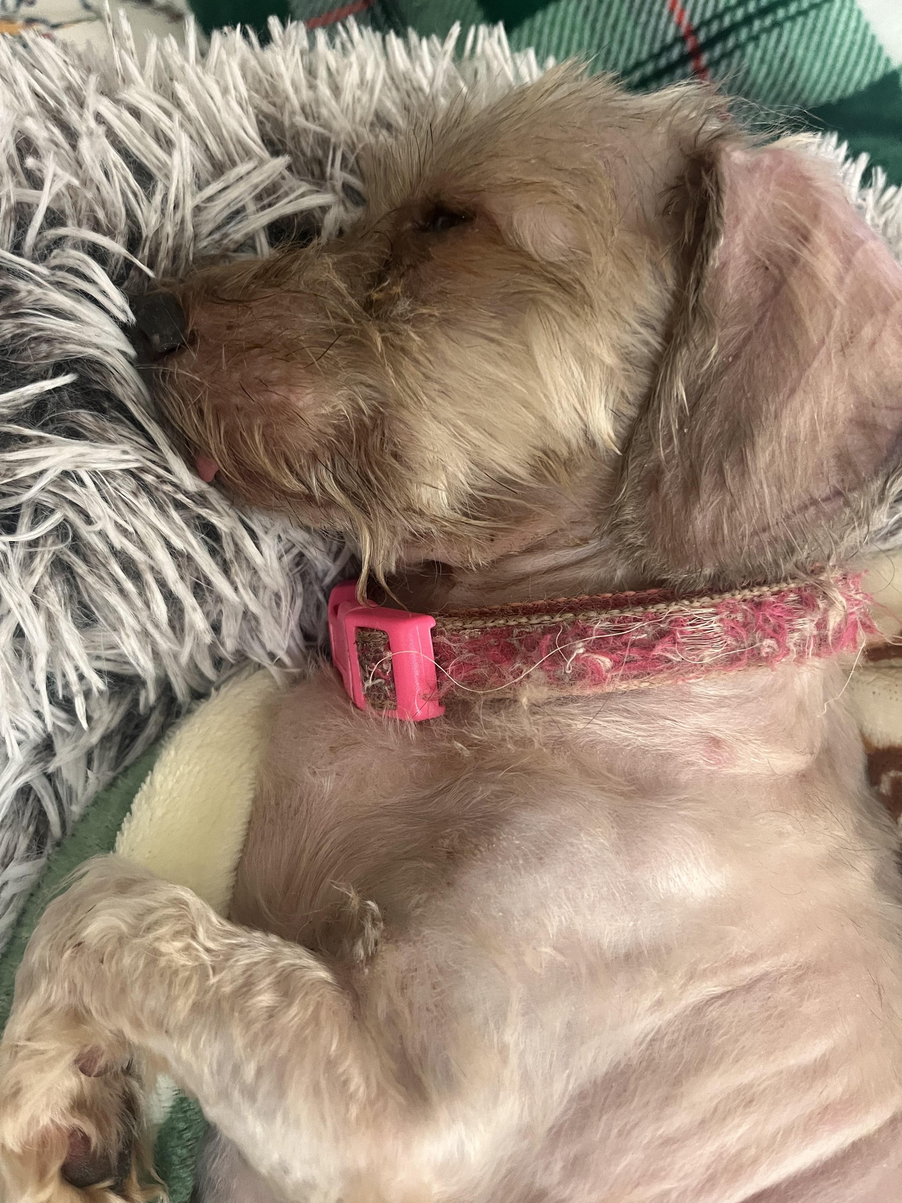 Summer, a ADOPTABLE mixed breed in Laguna Beach, CA image 1/4