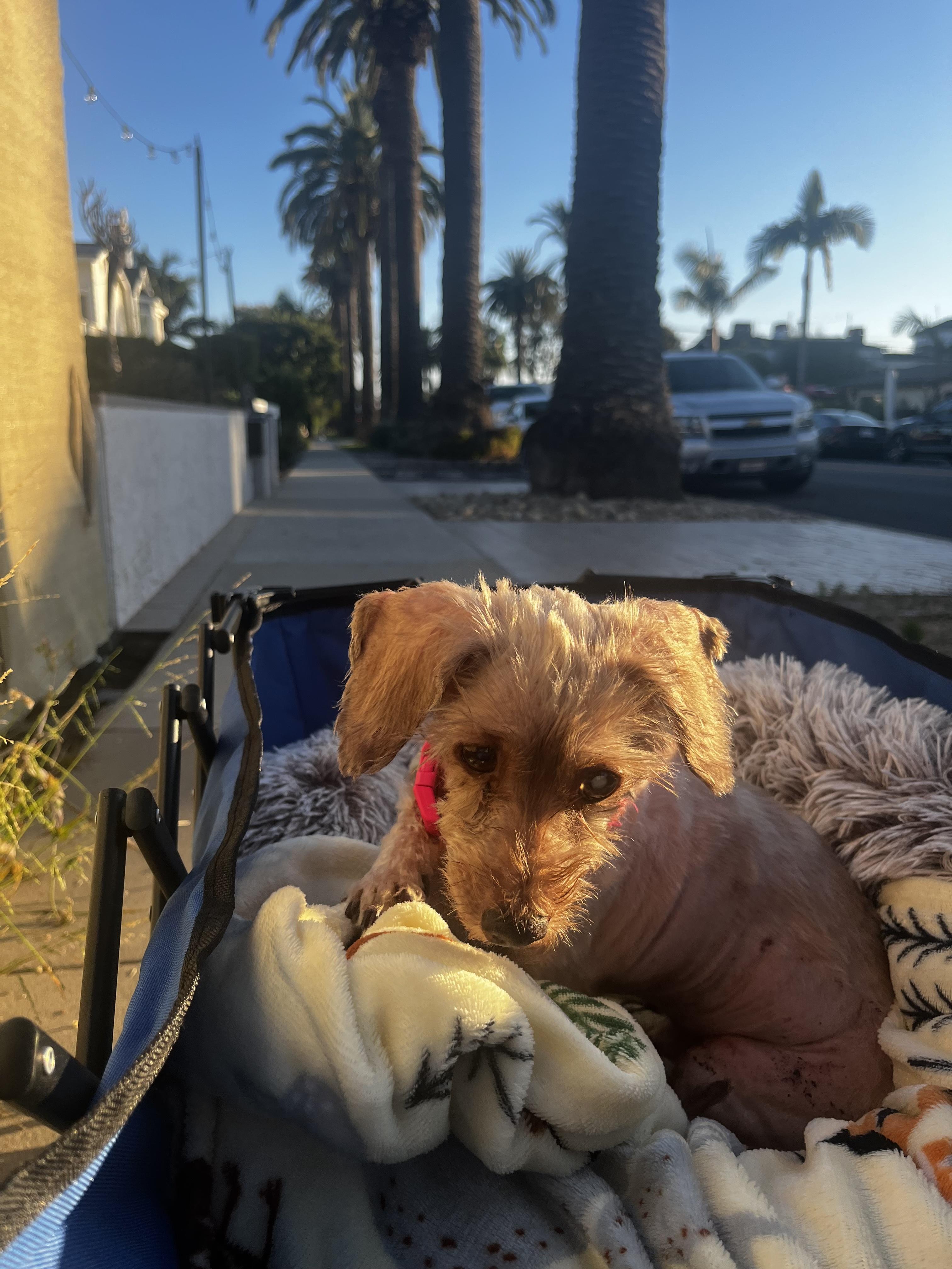 Summer, a ADOPTABLE mixed breed in Laguna Beach, CA image 3/4