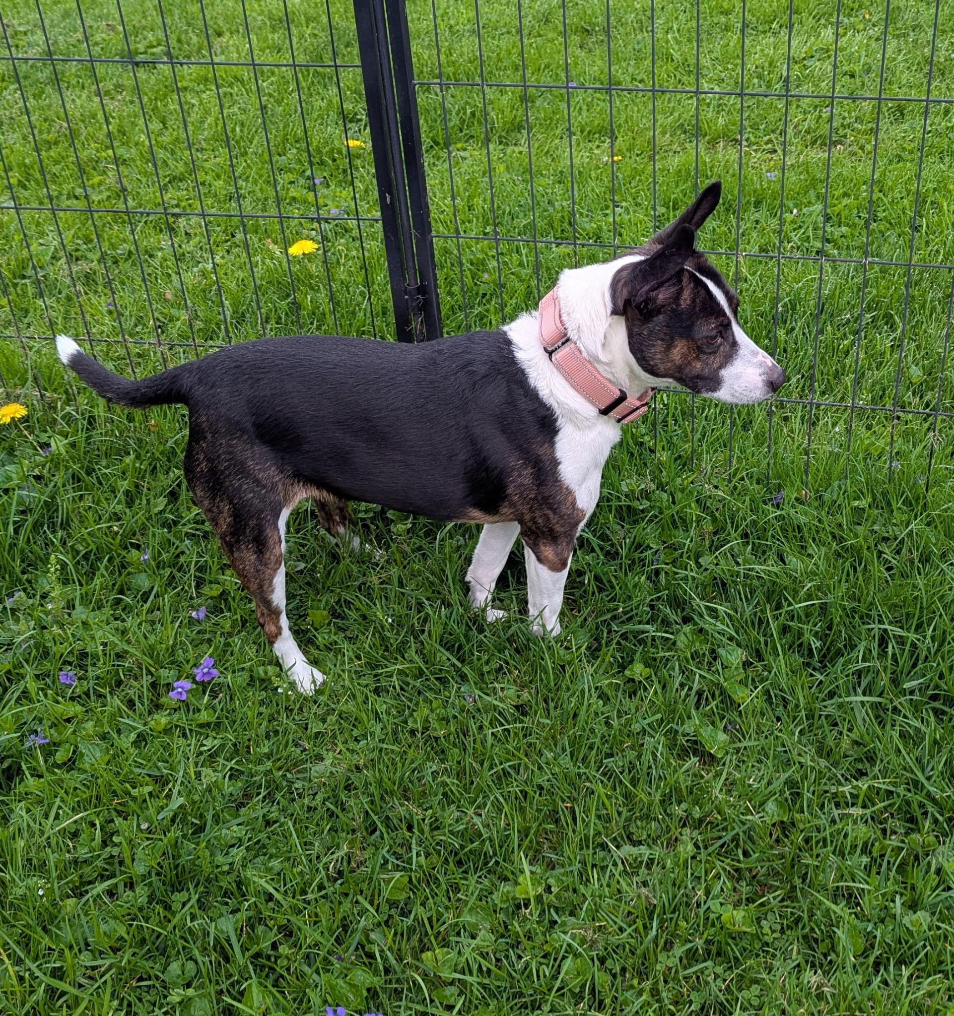 Babs , a ADOPTABLE mixed breed in Valley City, OH image 3/3