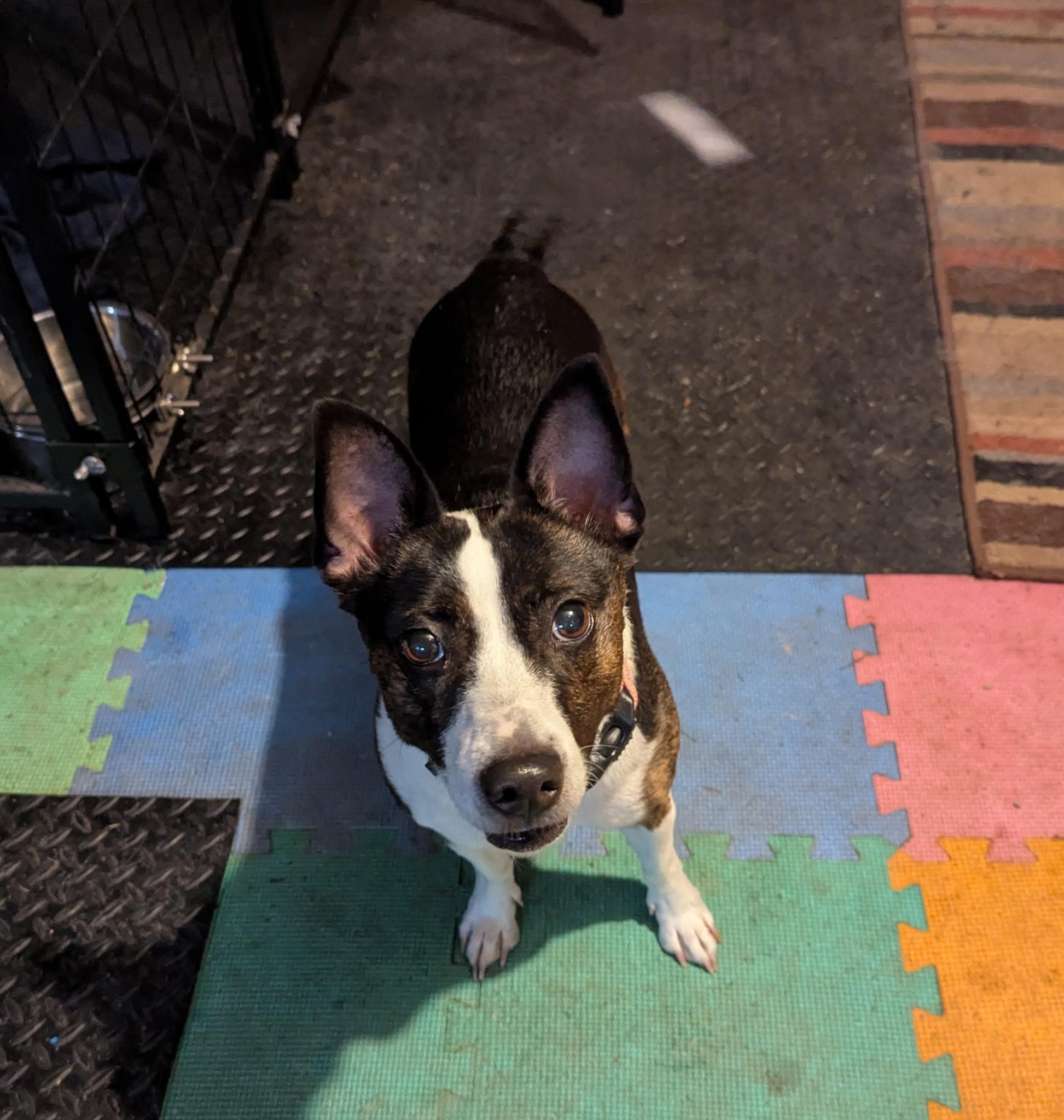 Babs , a ADOPTABLE mixed breed in Valley City, OH image 1/3