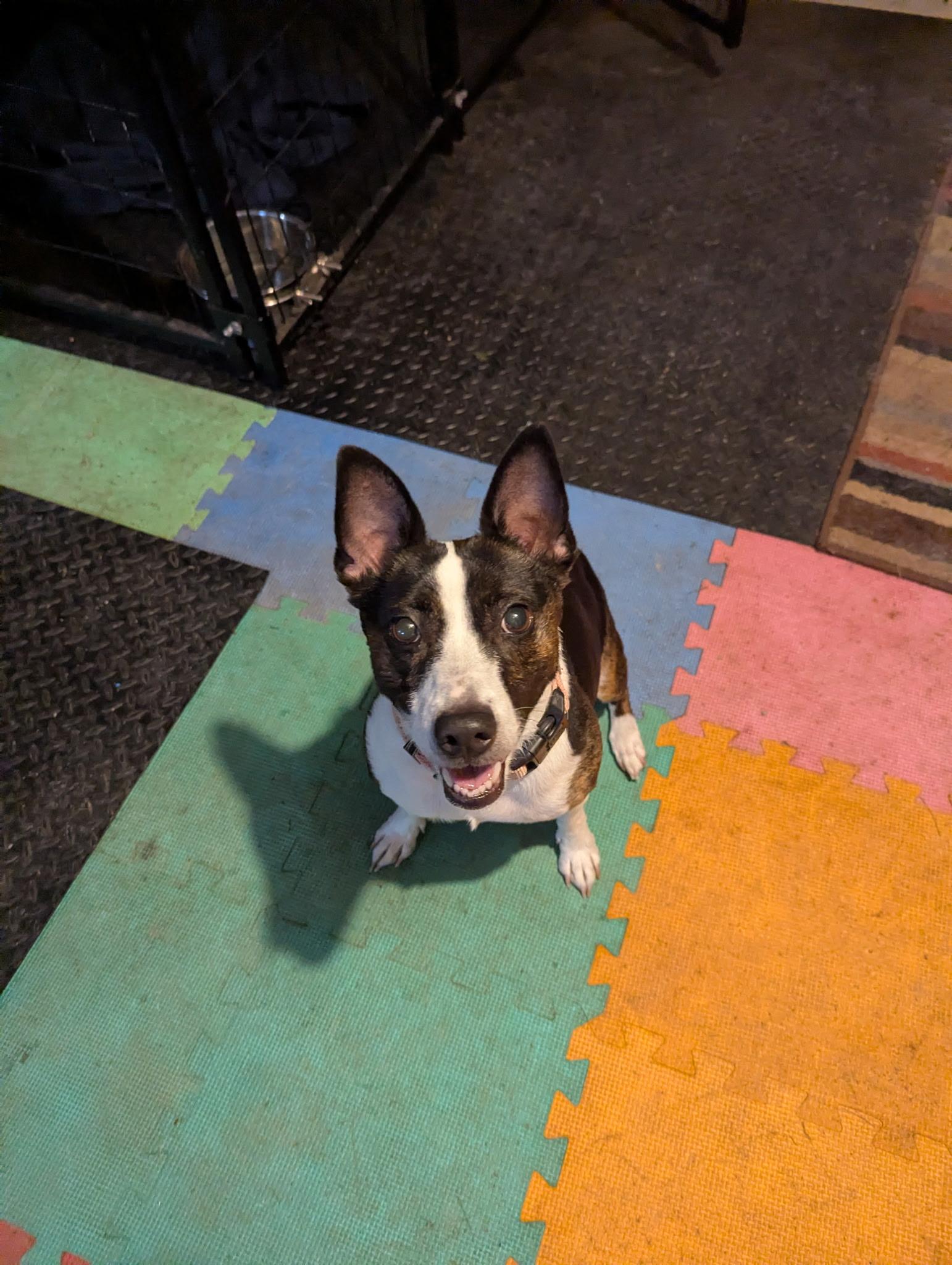 Babs , a ADOPTABLE mixed breed in Valley City, OH image 2/3
