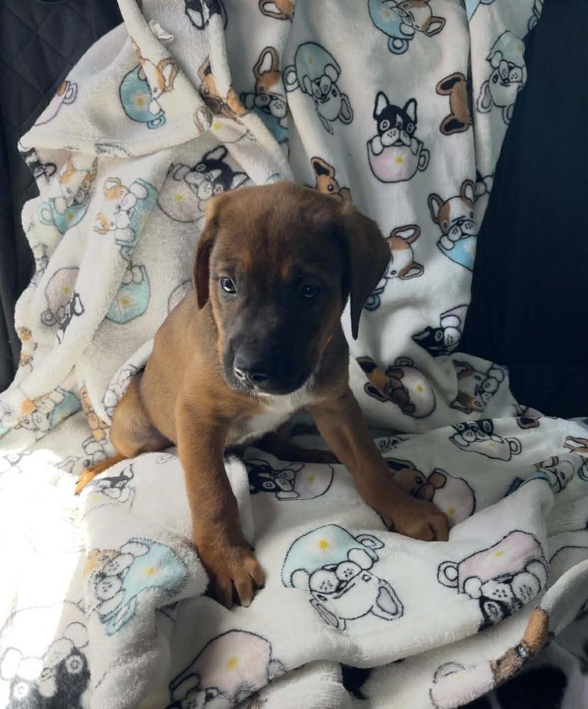 Frisco, Adoptable, Puppy Male Redbone Coonhound & Labrador Retriever.