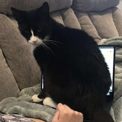 Pawli, Adoptable, Adult Male Domestic Short Hair.