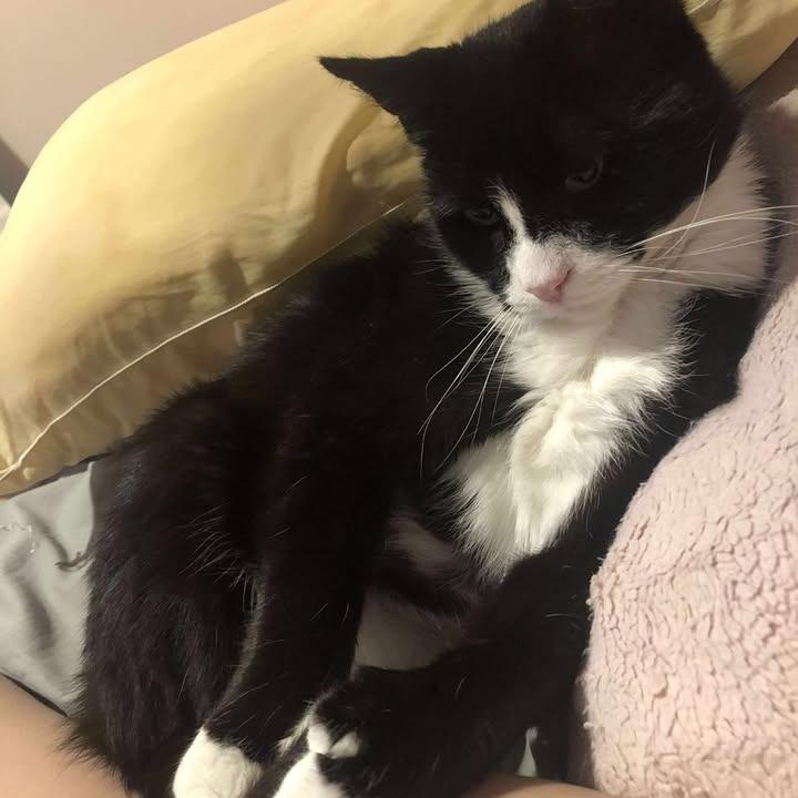 Enlarge Pawli, a Adoptable Domestic Short Hair in Wakefield, MA image 2/6