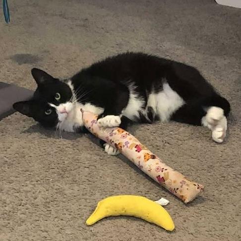 Enlarge Pawli, a Adoptable Domestic Short Hair in Wakefield, MA image 3/6