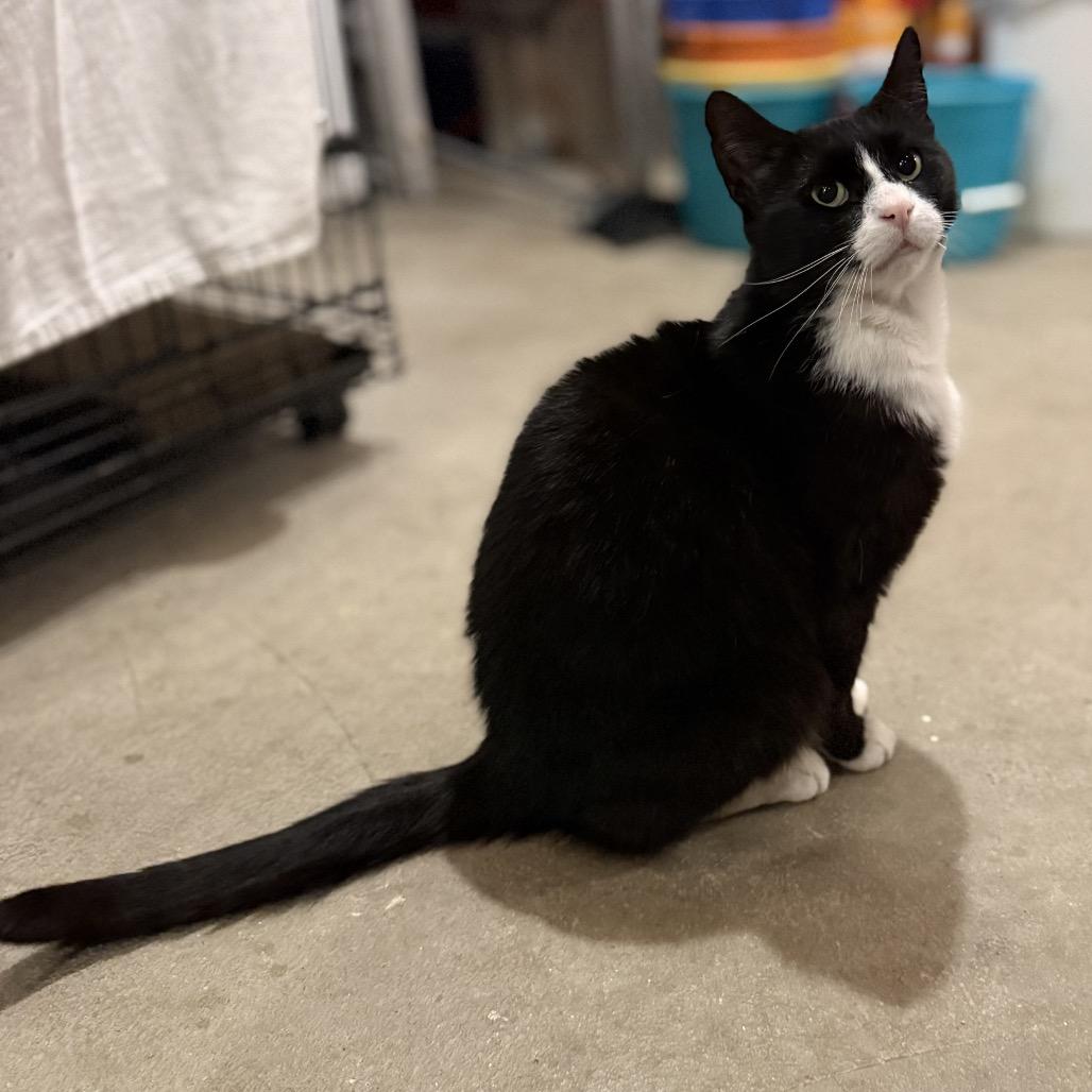 Enlarge Pawli, a Adoptable Domestic Short Hair in Wakefield, MA image 5/6