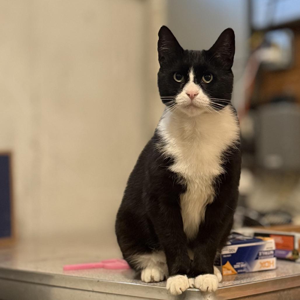 Enlarge Pawli, a Adoptable Domestic Short Hair in Wakefield, MA image 6/6