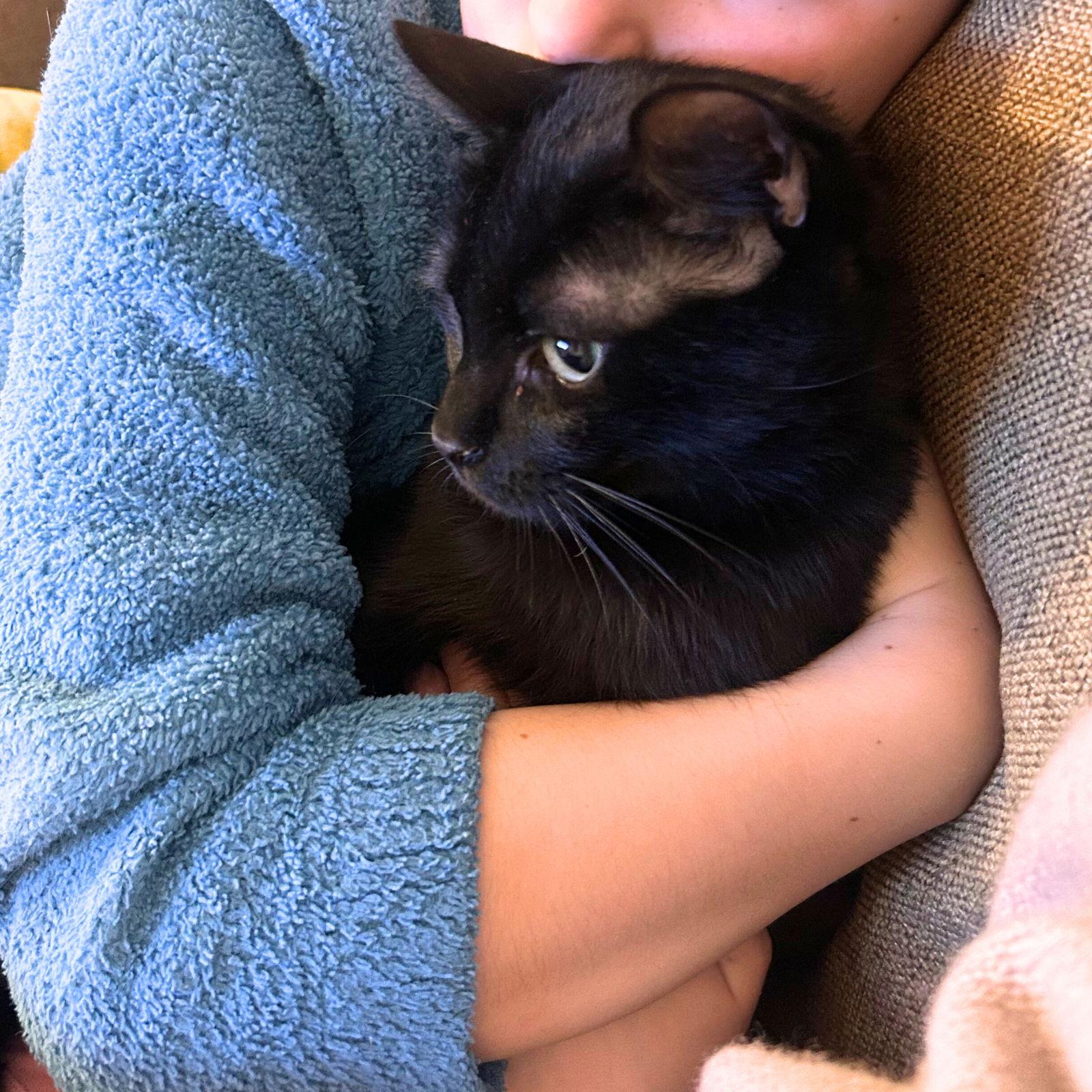 Lil Sis, a Adopted Domestic Short Hair in Brooklyn, NY image 1/3