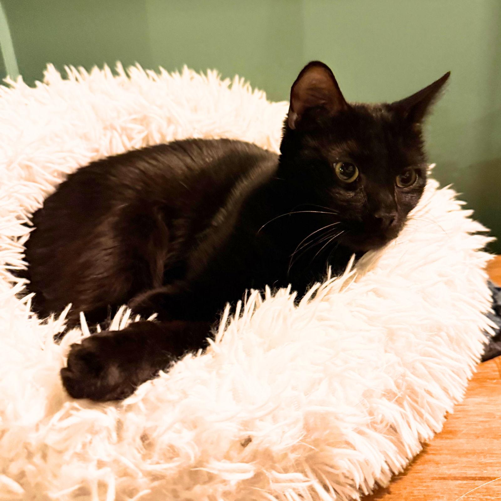 Lil Sis, a Adopted Domestic Short Hair in Brooklyn, NY image 2/3