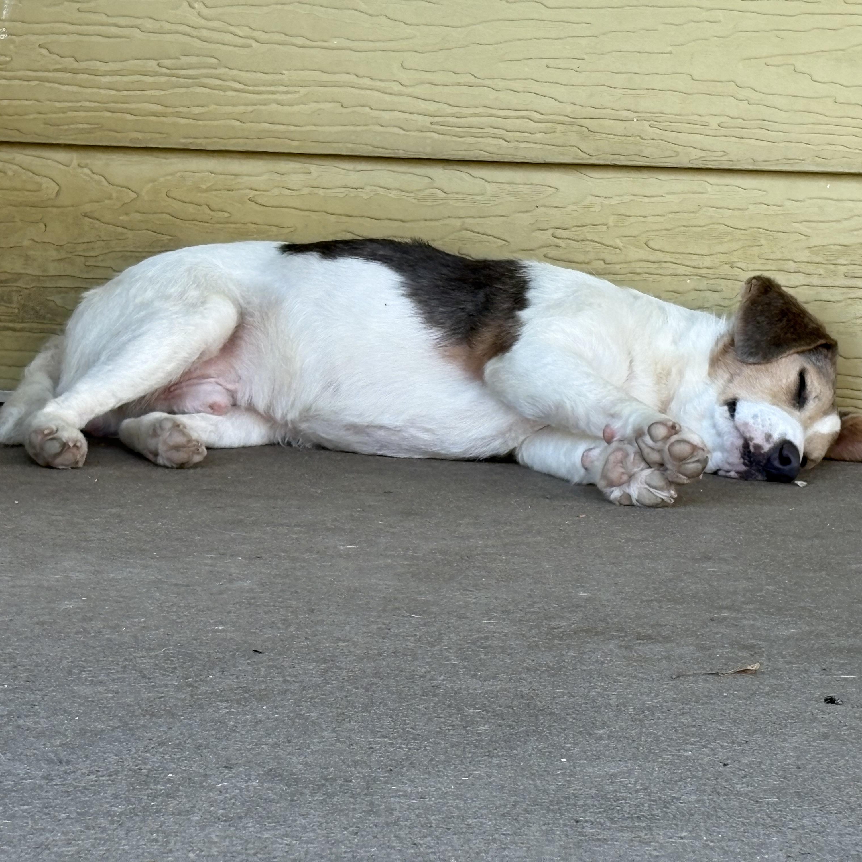 Enlarge Jack, a Adopted mixed breed in Colcord, OK image 2/6