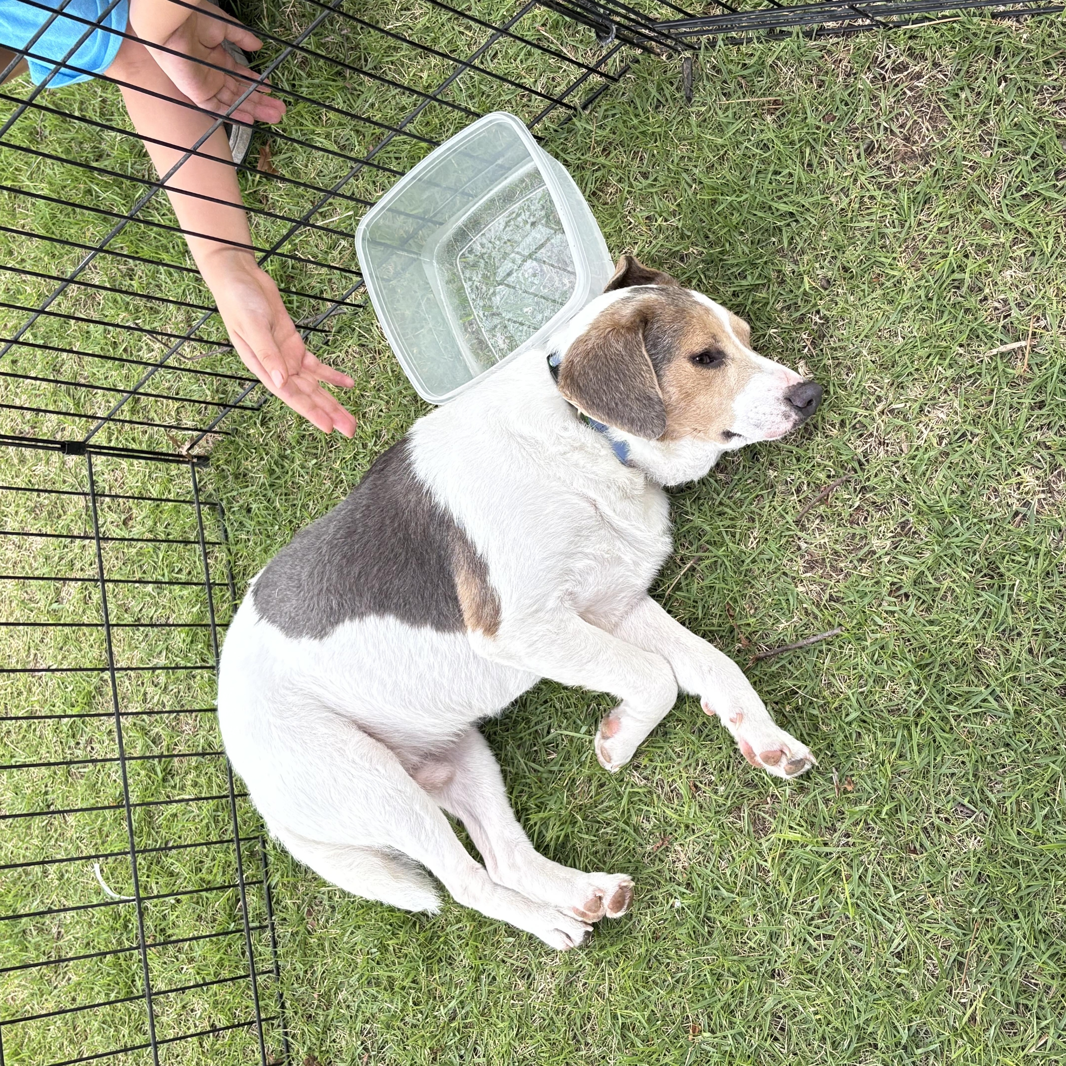 Enlarge Jack, a Adopted mixed breed in Colcord, OK image 3/6