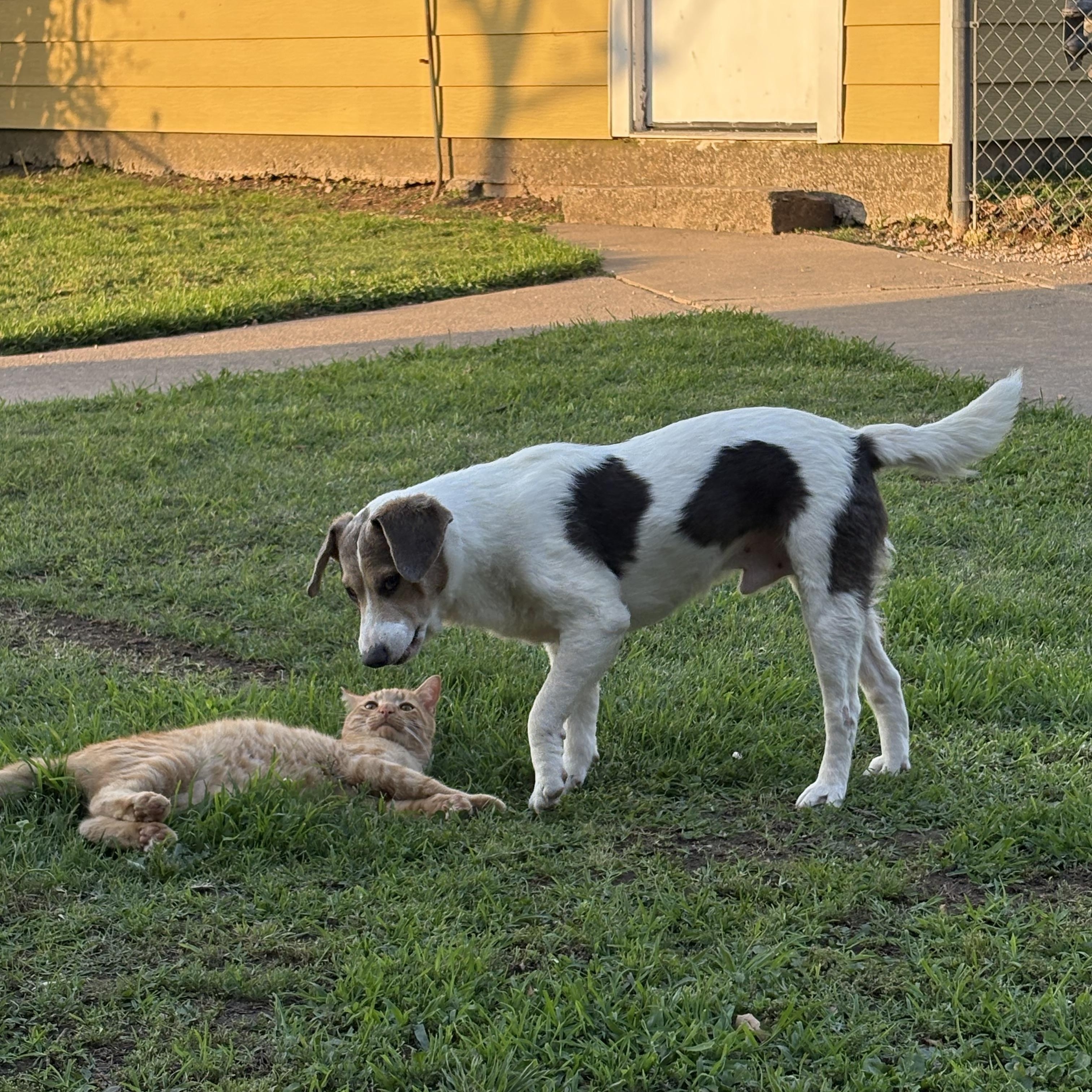 Enlarge Jack, a Adopted mixed breed in Colcord, OK image 4/6