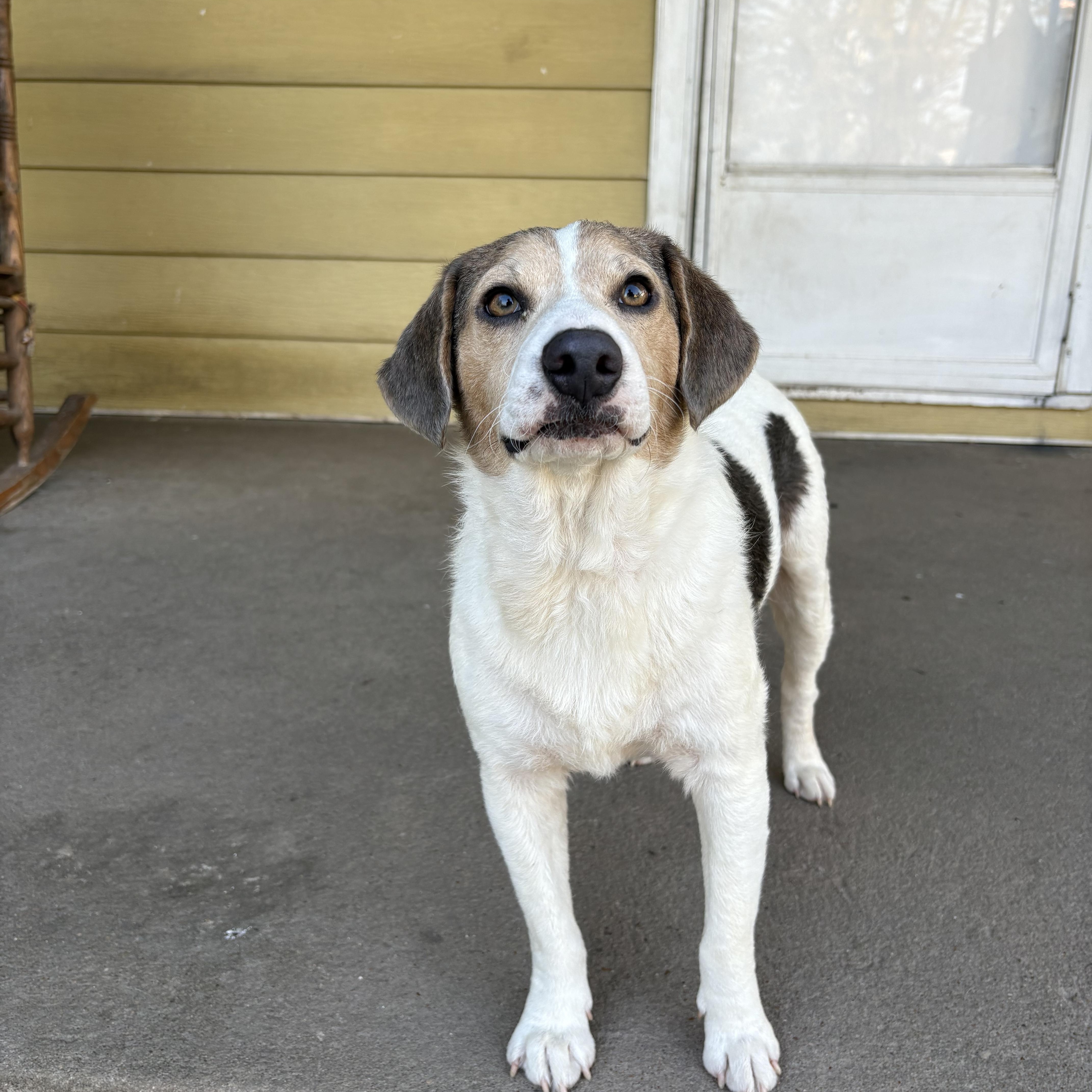 Enlarge Jack, a Adopted mixed breed in Colcord, OK image 1/6