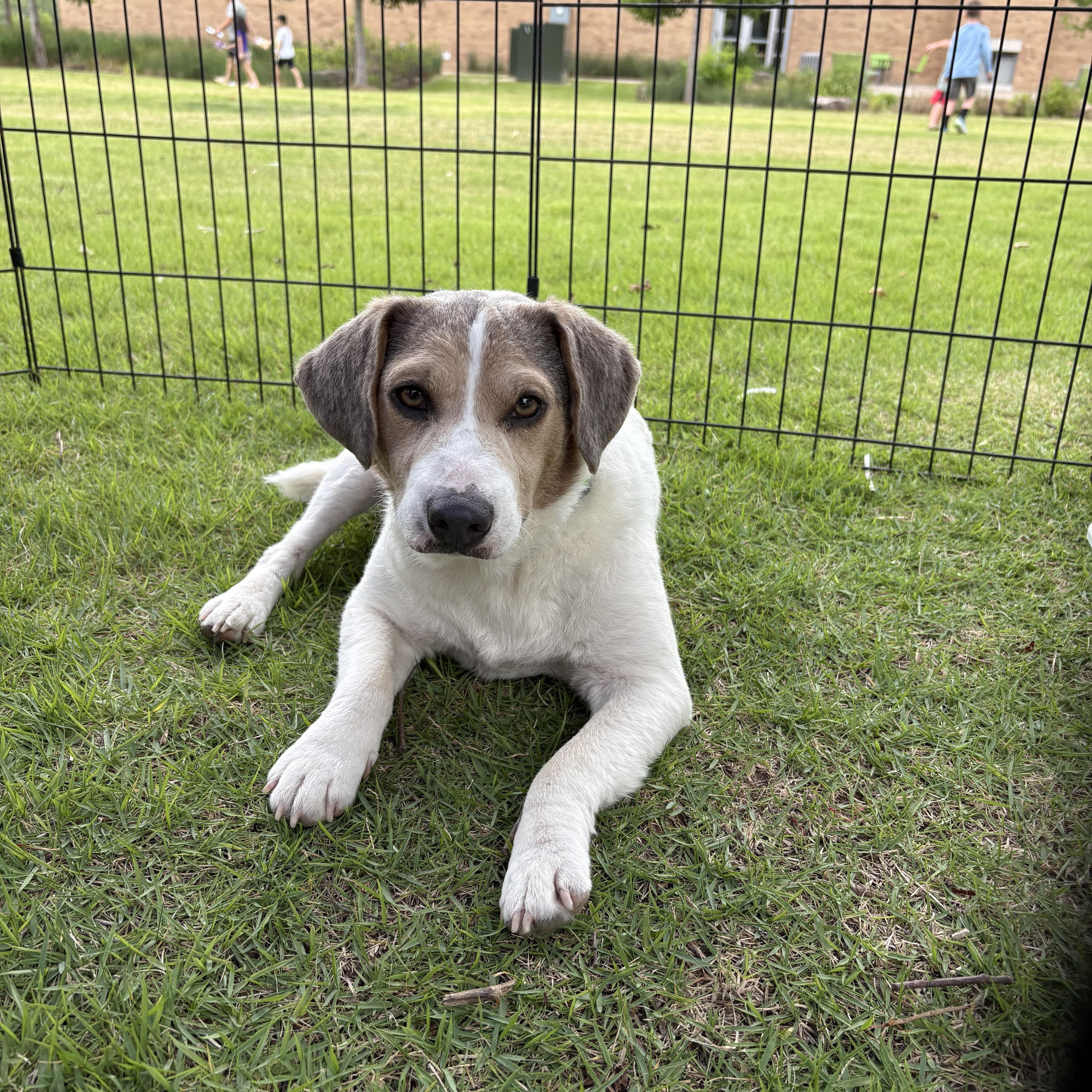 Enlarge Jack, a Adopted mixed breed in Colcord, OK image 6/6