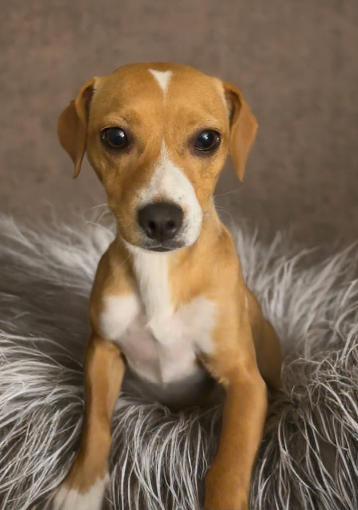 Kris, an adoptable Basenji, Chihuahua in San Antonio, TX, 78218 | Photo Image 2