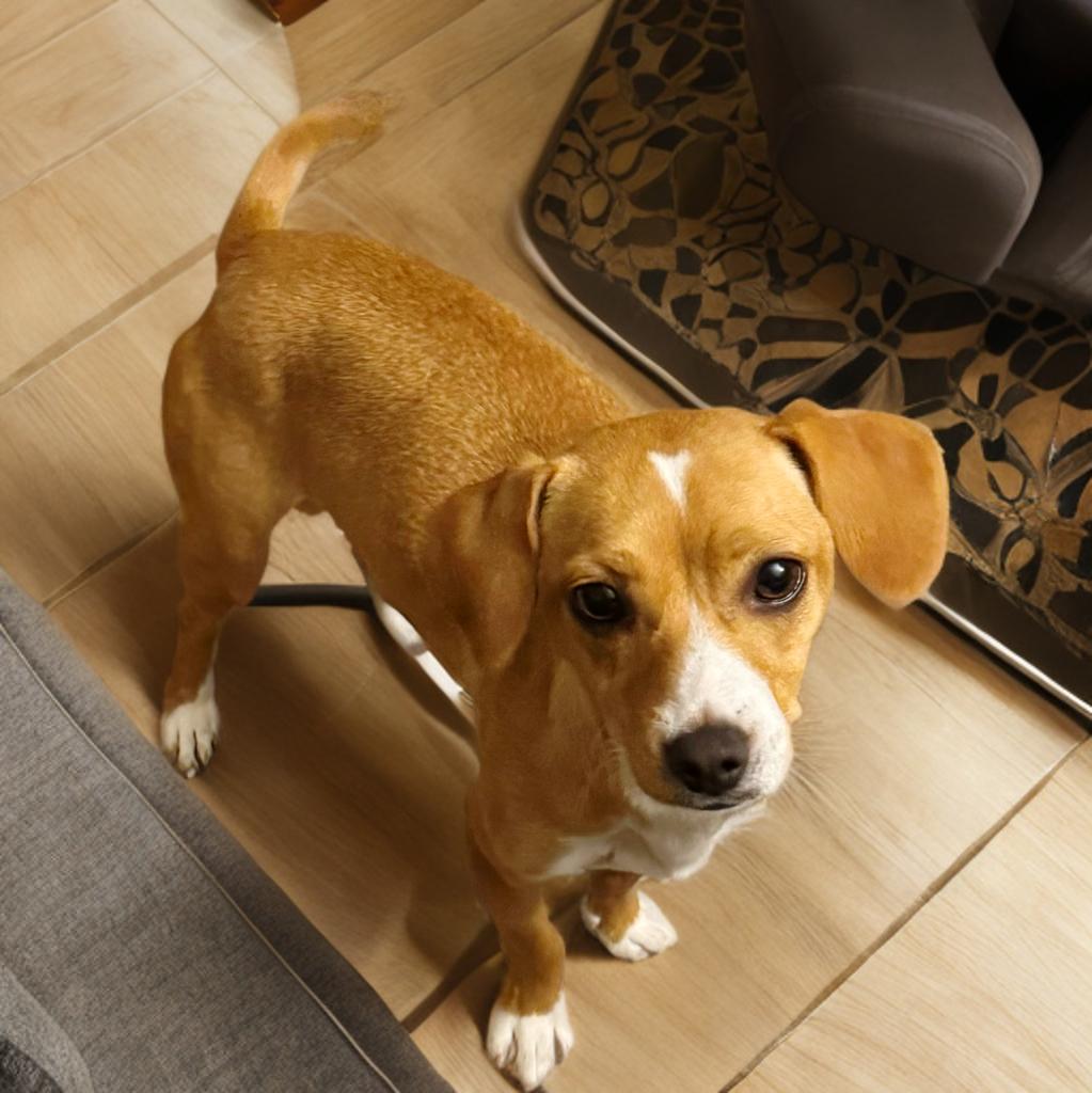 Kris, an adoptable Basenji, Chihuahua in San Antonio, TX, 78218 | Photo Image 4