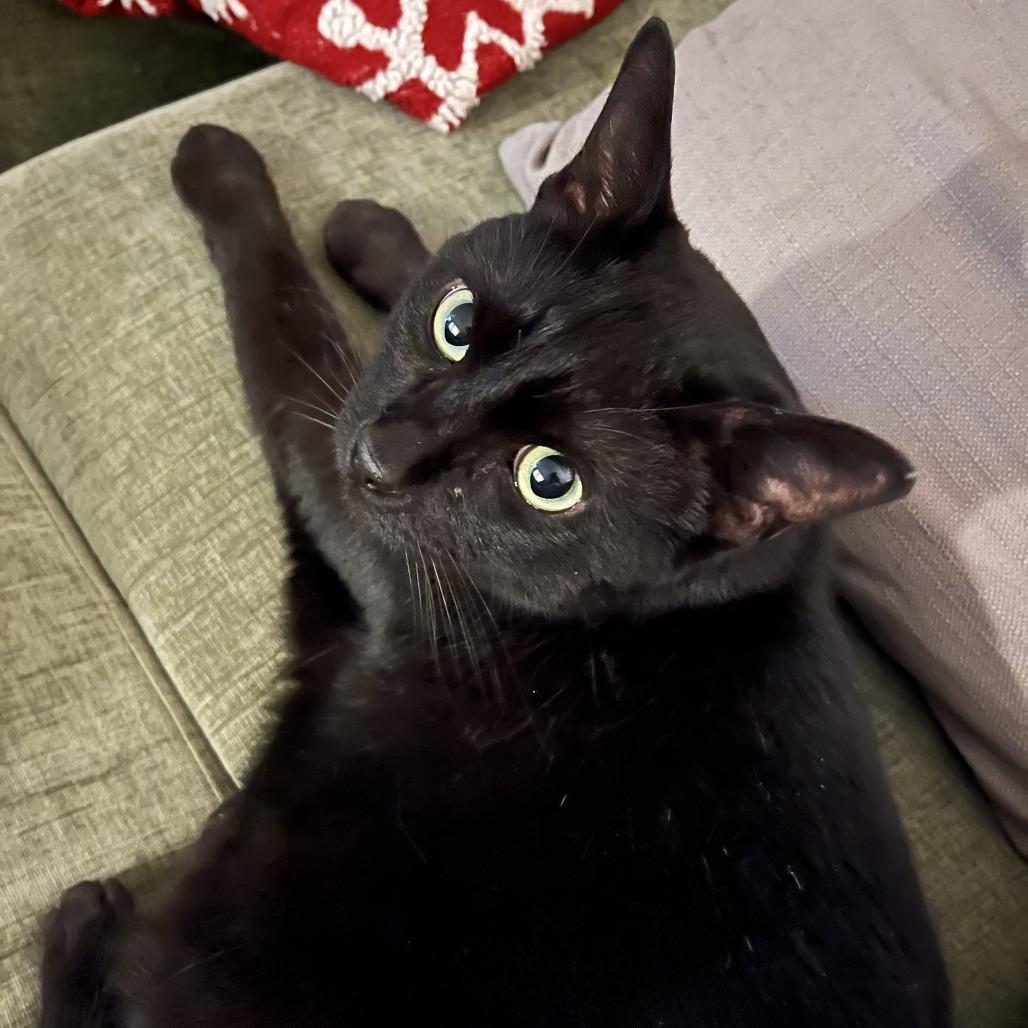 Enlarge Sir Lucky-Foster, a Adoptable Domestic Short Hair in Grand Rapids, MI image 1/6