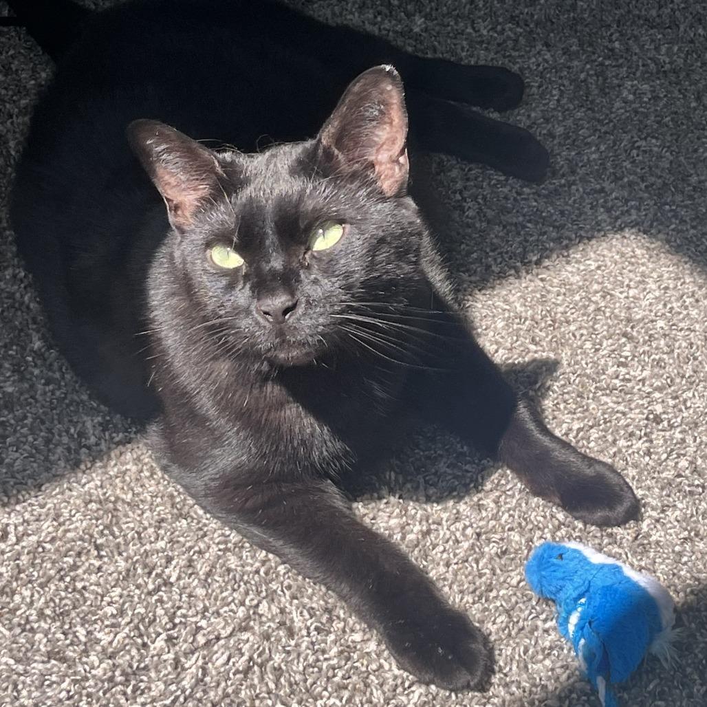 Enlarge Sir Lucky-Foster, a Adoptable Domestic Short Hair in Grand Rapids, MI image 2/6