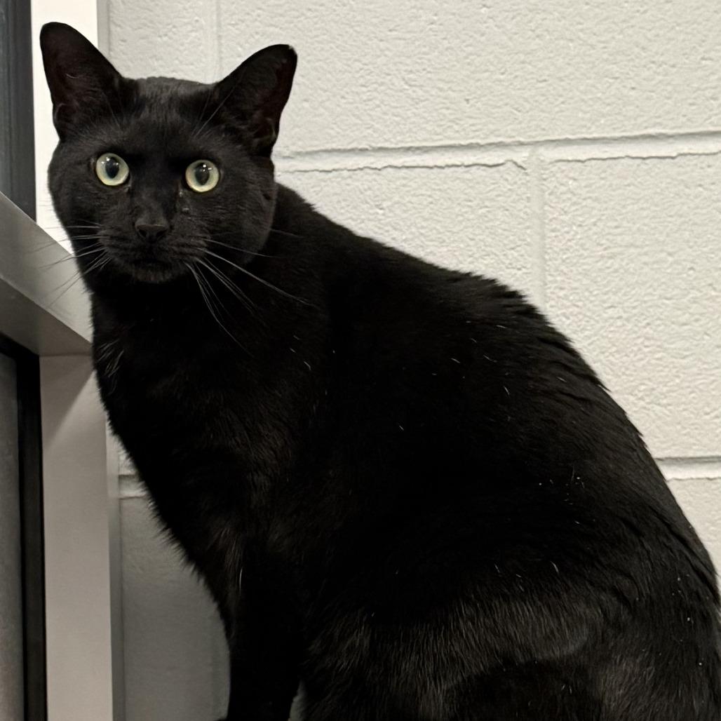 Sir Lucky, Adoptable, Adult Male Domestic Short Hair.