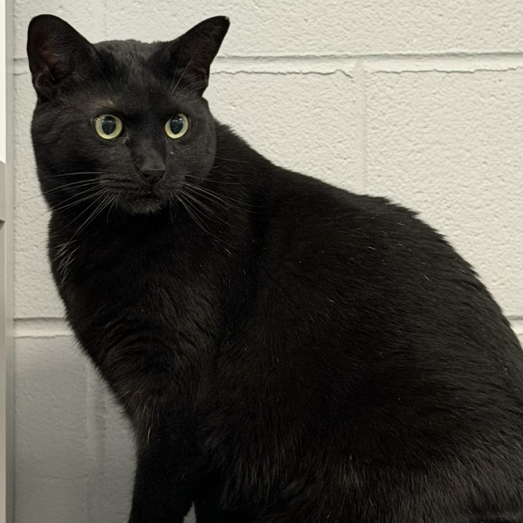 Enlarge Sir Lucky, a Adoptable Domestic Short Hair in Grand Rapids, MI image 2/4