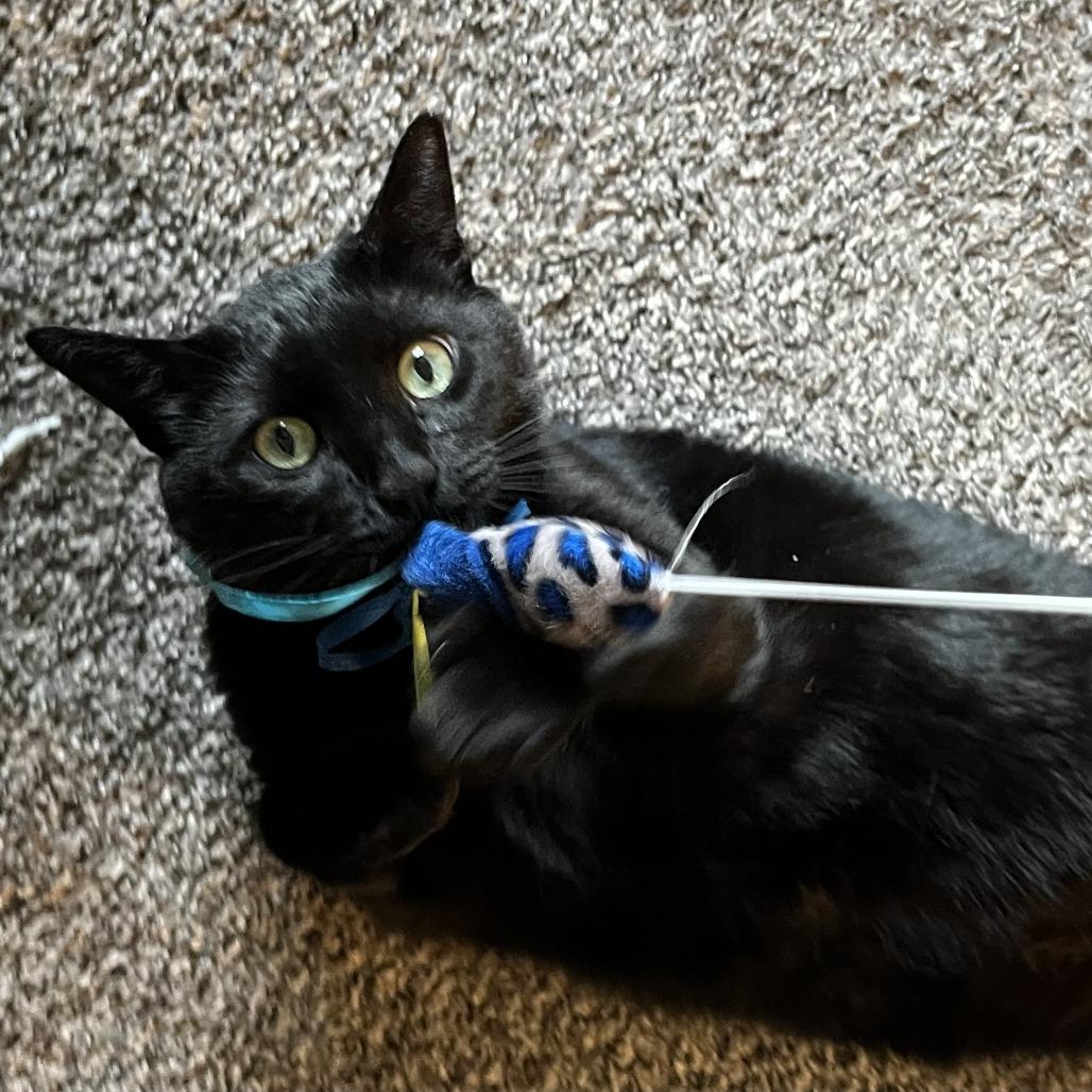 Enlarge Sir Lucky-Foster, a Adoptable Domestic Short Hair in Grand Rapids, MI image 4/6