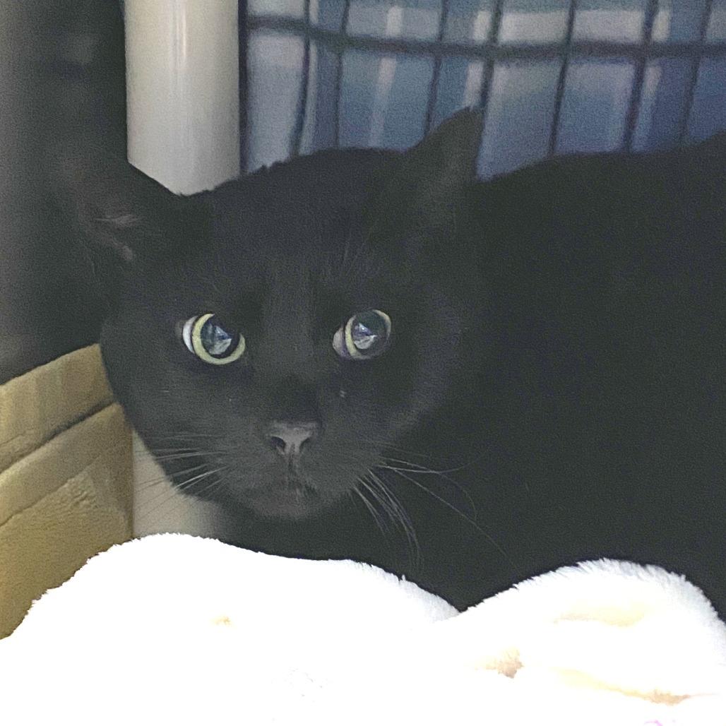 Enlarge Sir Lucky, a Adoptable Domestic Short Hair in Grand Rapids, MI image 3/4