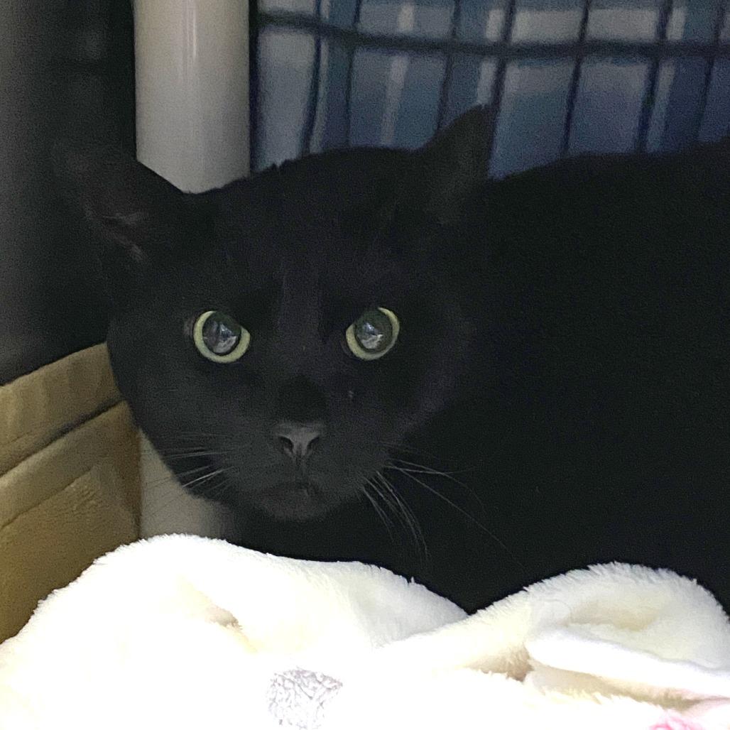 Enlarge Sir Lucky, a Adoptable Domestic Short Hair in Grand Rapids, MI image 4/4