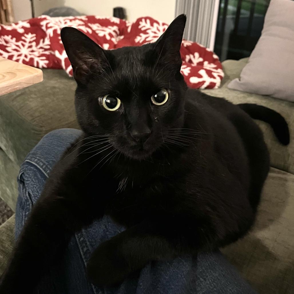 Enlarge Sir Lucky-Foster, a Adoptable Domestic Short Hair in Grand Rapids, MI image 5/6