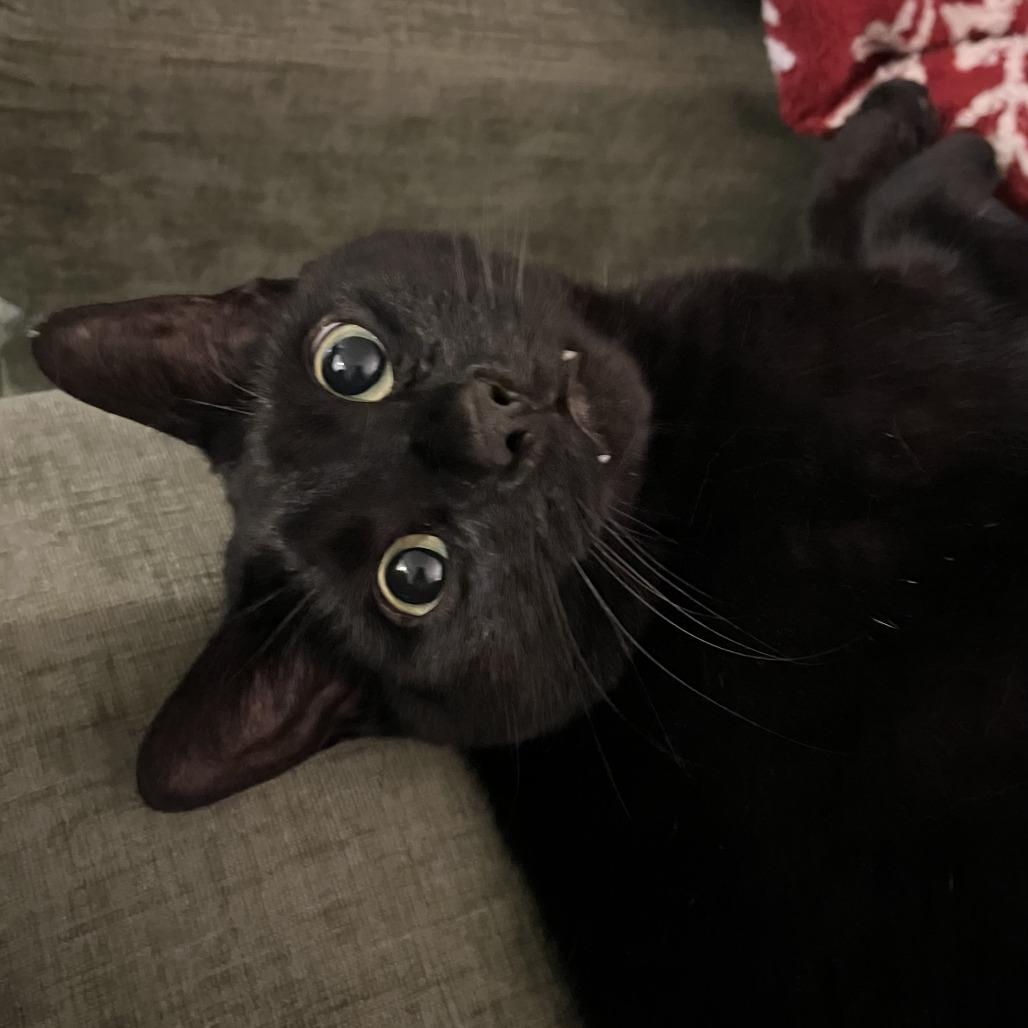Enlarge Sir Lucky-Foster, a Adoptable Domestic Short Hair in Grand Rapids, MI image 6/6