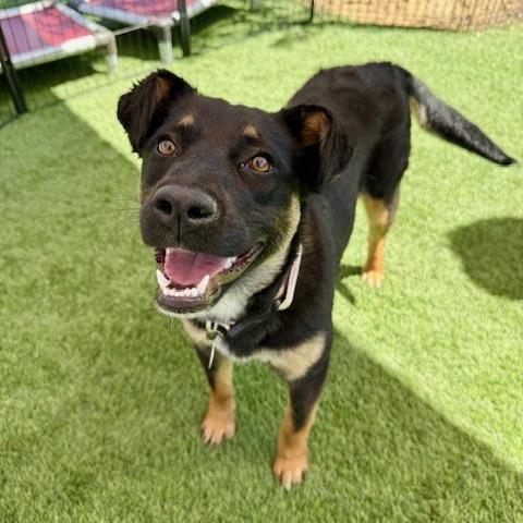 Enlarge Granola, a Adoptable Australian Cattle Dog / Blue Heeler in Agoura Hills, CA image 1/4