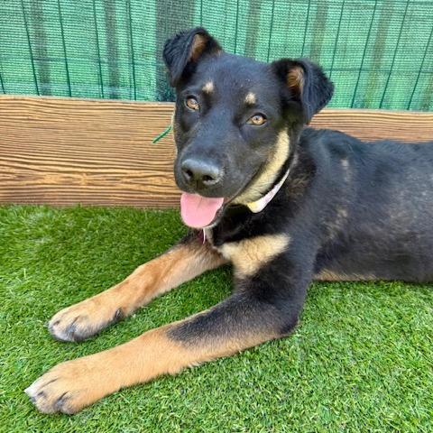 Enlarge Granola, a Adoptable Australian Cattle Dog / Blue Heeler in Agoura Hills, CA image 2/4
