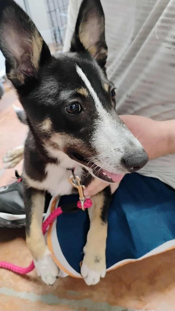 Gabi, Adoptable, Young Female Border Collie & Australian Cattle Dog / Blue Heeler.