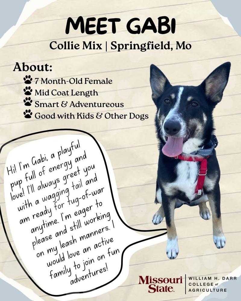 Gabi, a Adoptable mixed breed in Bolivar, MO image 2/4