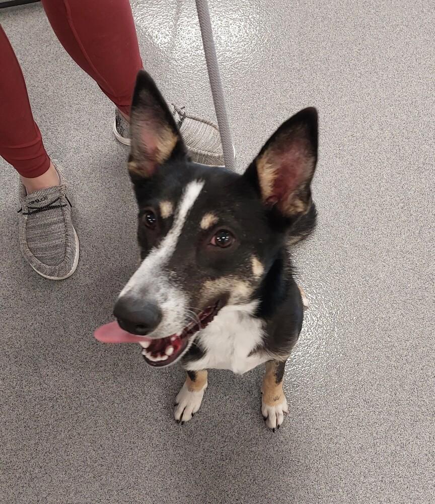 Gabi, a Adoptable mixed breed in Bolivar, MO image 3/4