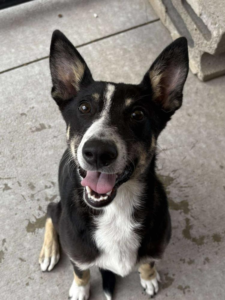 Gabi, a Adoptable mixed breed in Bolivar, MO image 4/4