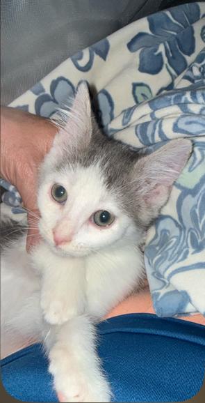 Soupy, an adopted Domestic Short Hair in Sedalia, CO image 3/4