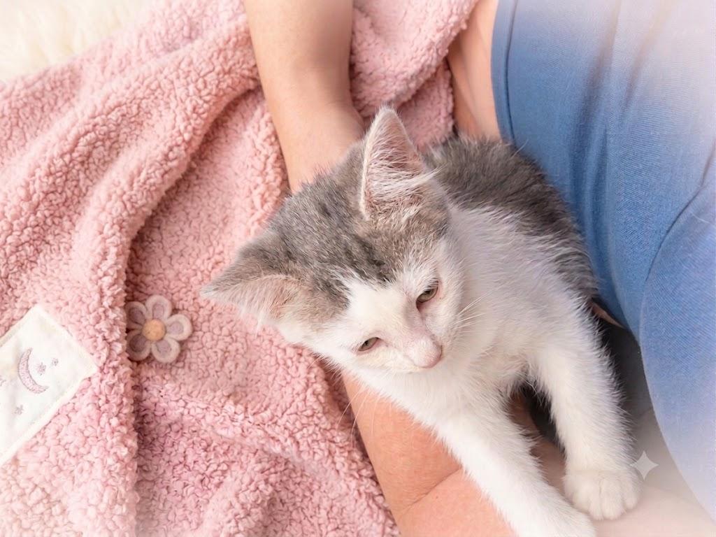 Soupy, an adopted Domestic Short Hair in Sedalia, CO image 2/4