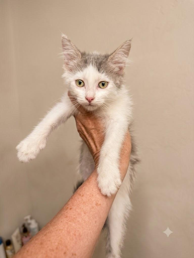 Soupy, adopted, Kitten Female Domestic Short Hair.