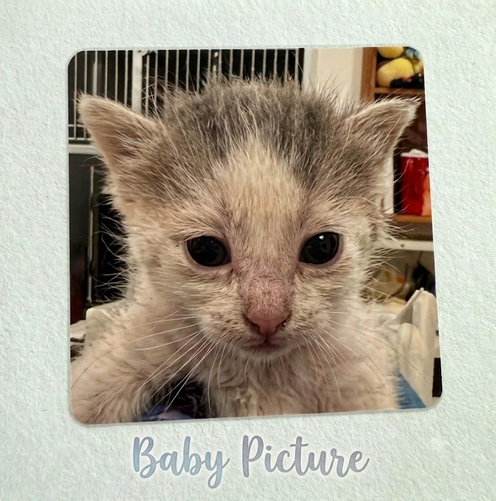 Soupy, an adopted Domestic Short Hair in Sedalia, CO image 4/4