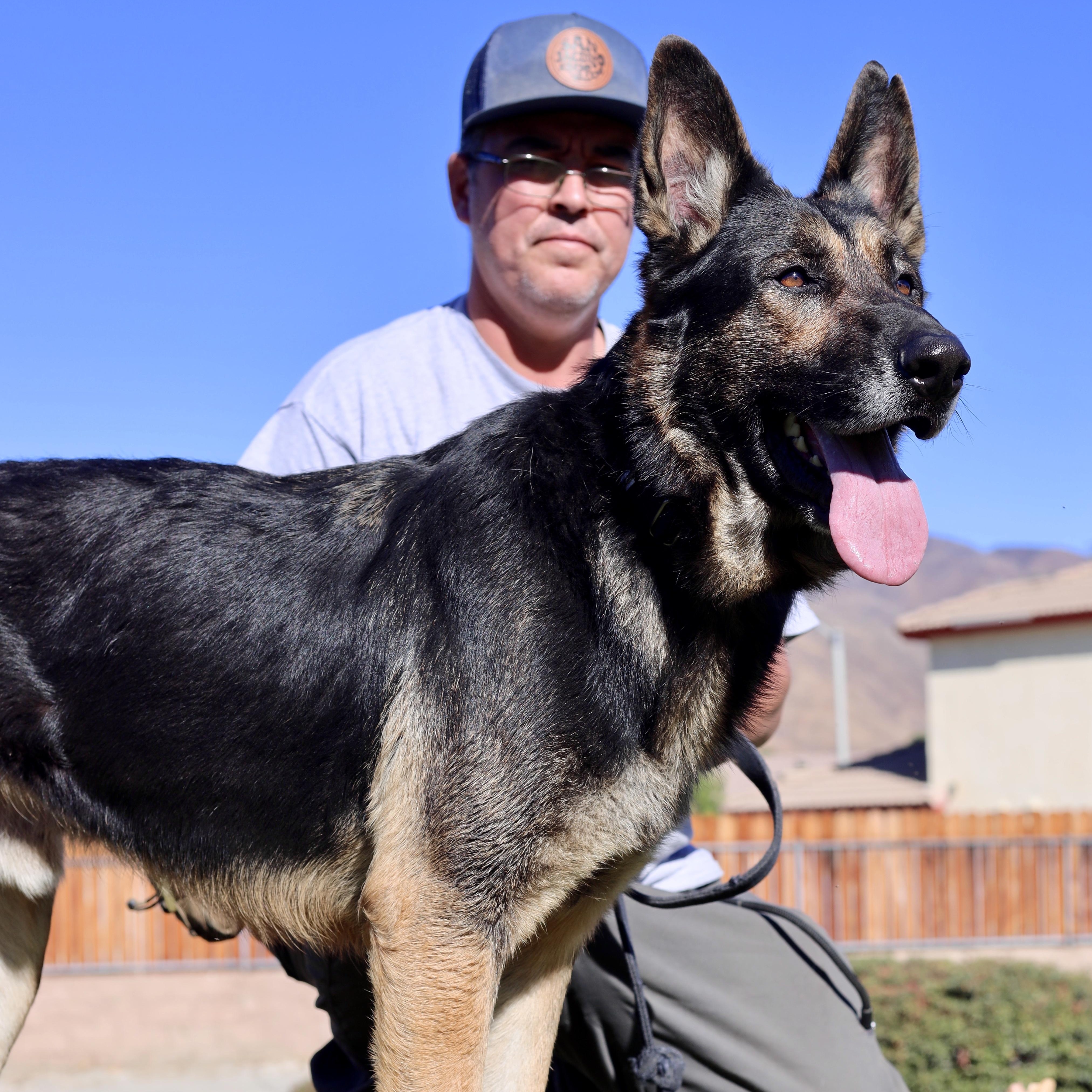 Majestic MAX, a Adoptable German Shepherd Dog in Sherman Oaks, CA image 4/6
