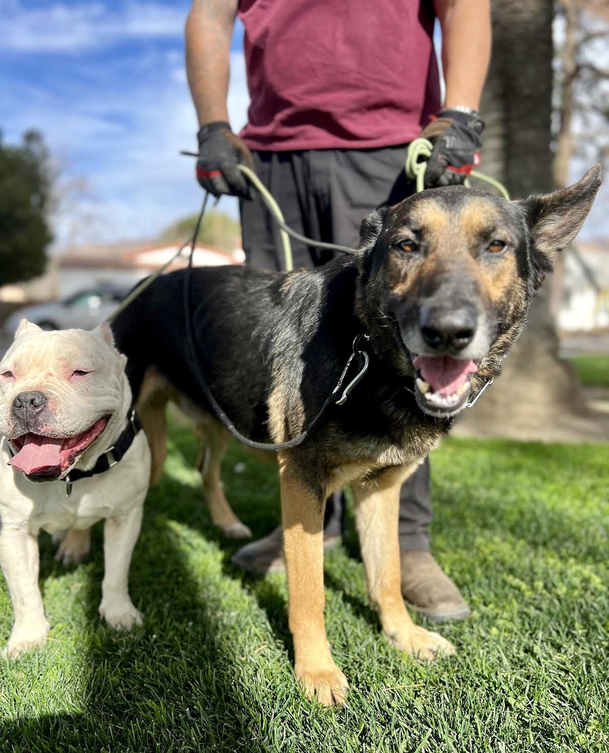 Majestic MAX, a Adoptable German Shepherd Dog in Sherman Oaks, CA image 2/6