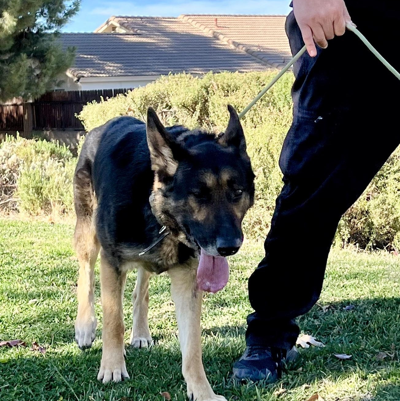 Majestic MAX, a Adoptable German Shepherd Dog in Sherman Oaks, CA image 5/6