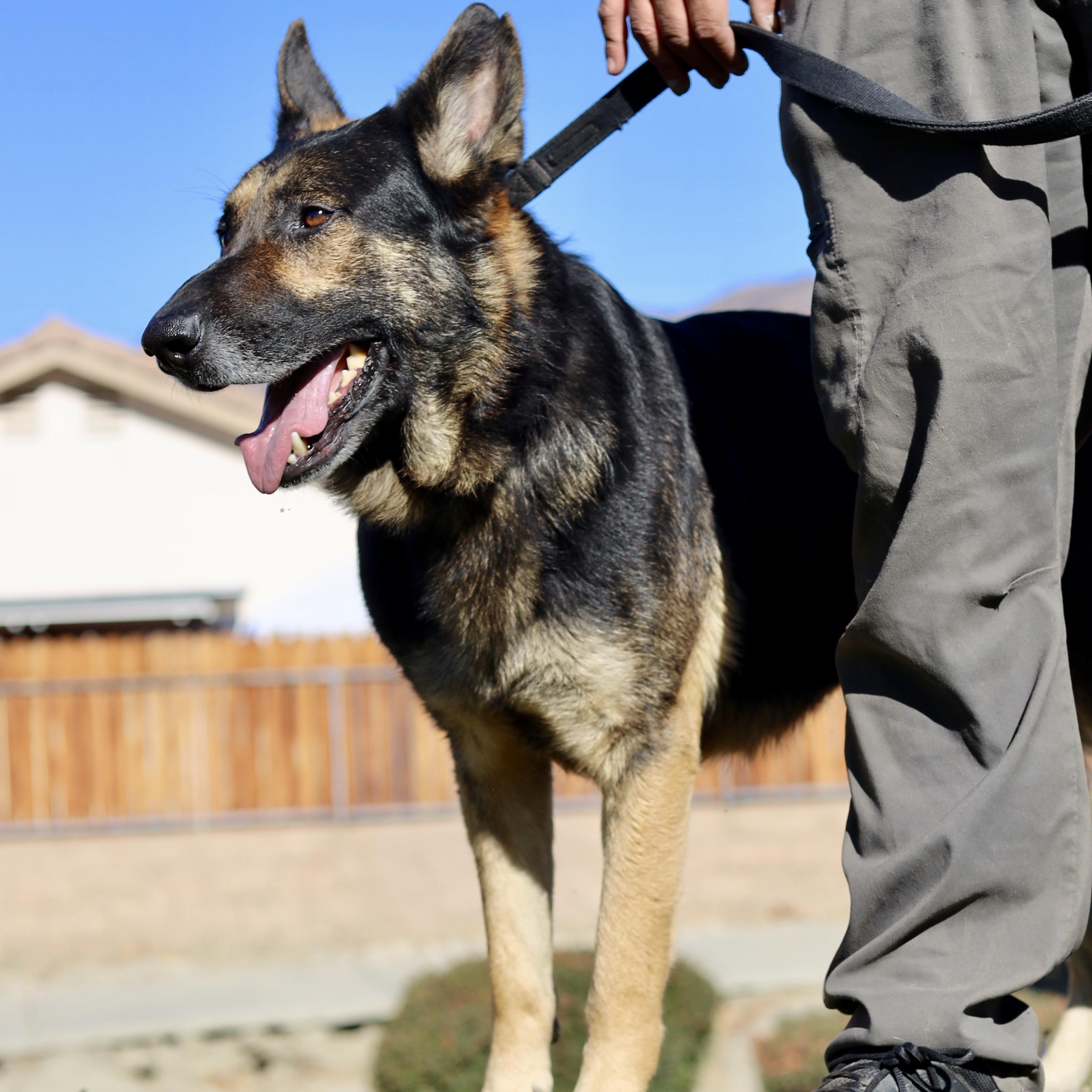 Majestic MAX, a Adoptable German Shepherd Dog in Sherman Oaks, CA image 3/6