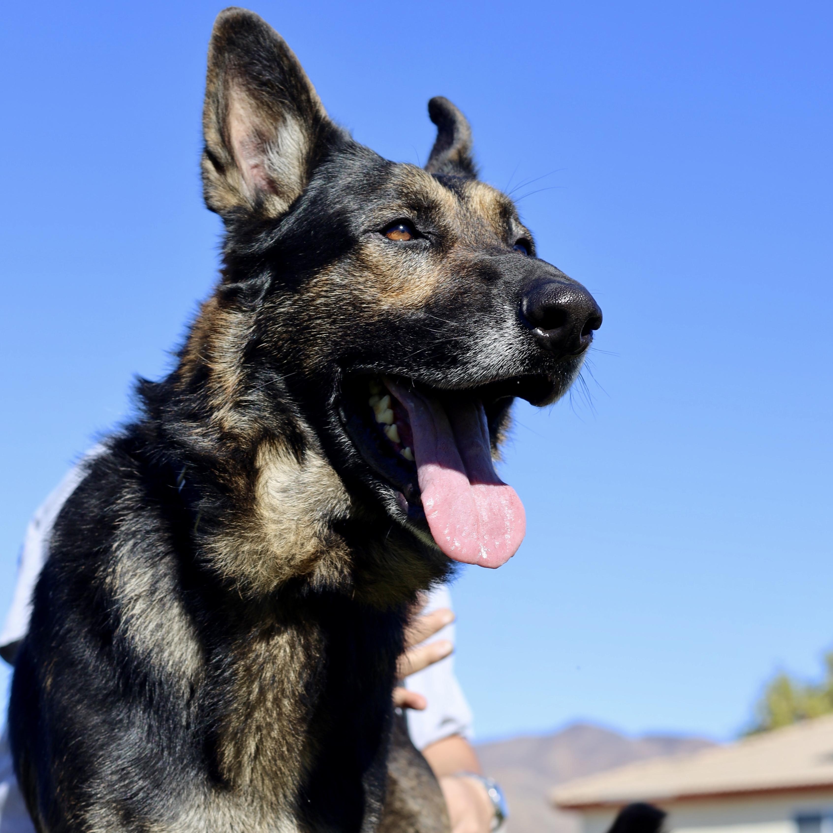 Majestic MAX, Adoptable, Adult Male German Shepherd Dog.