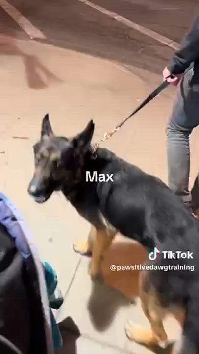 Enlarge Majestic MAX, a Adoptable German Shepherd Dog in Sherman Oaks, CA video 6/6