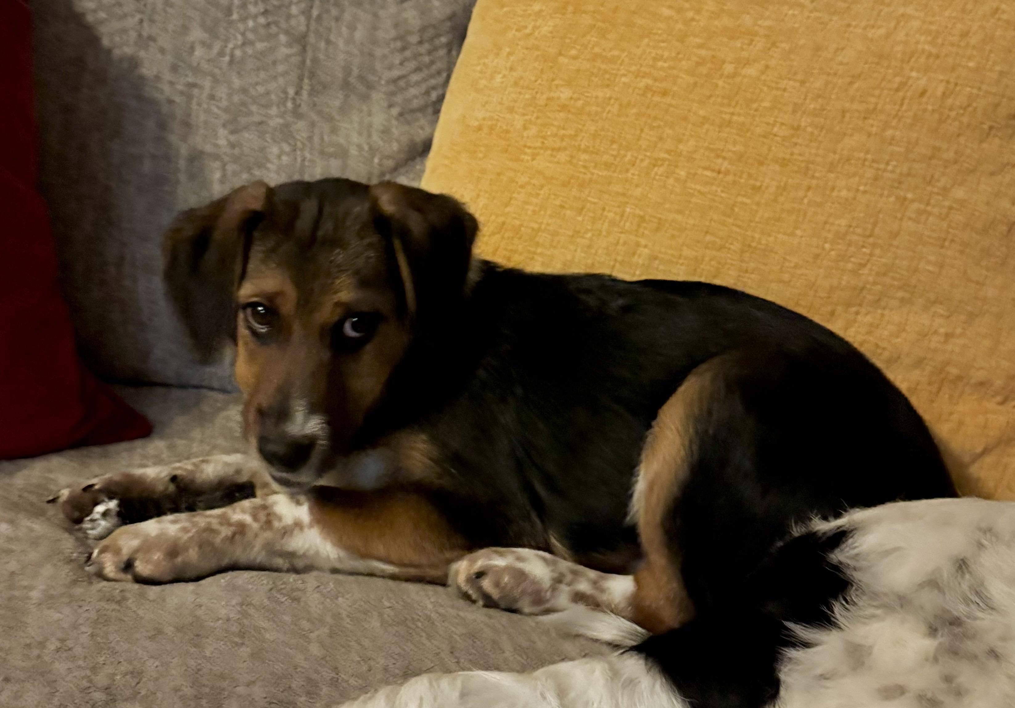 Enlarge Ryder , a ADOPTABLE mixed breed in North Freedom, WI image 1/3