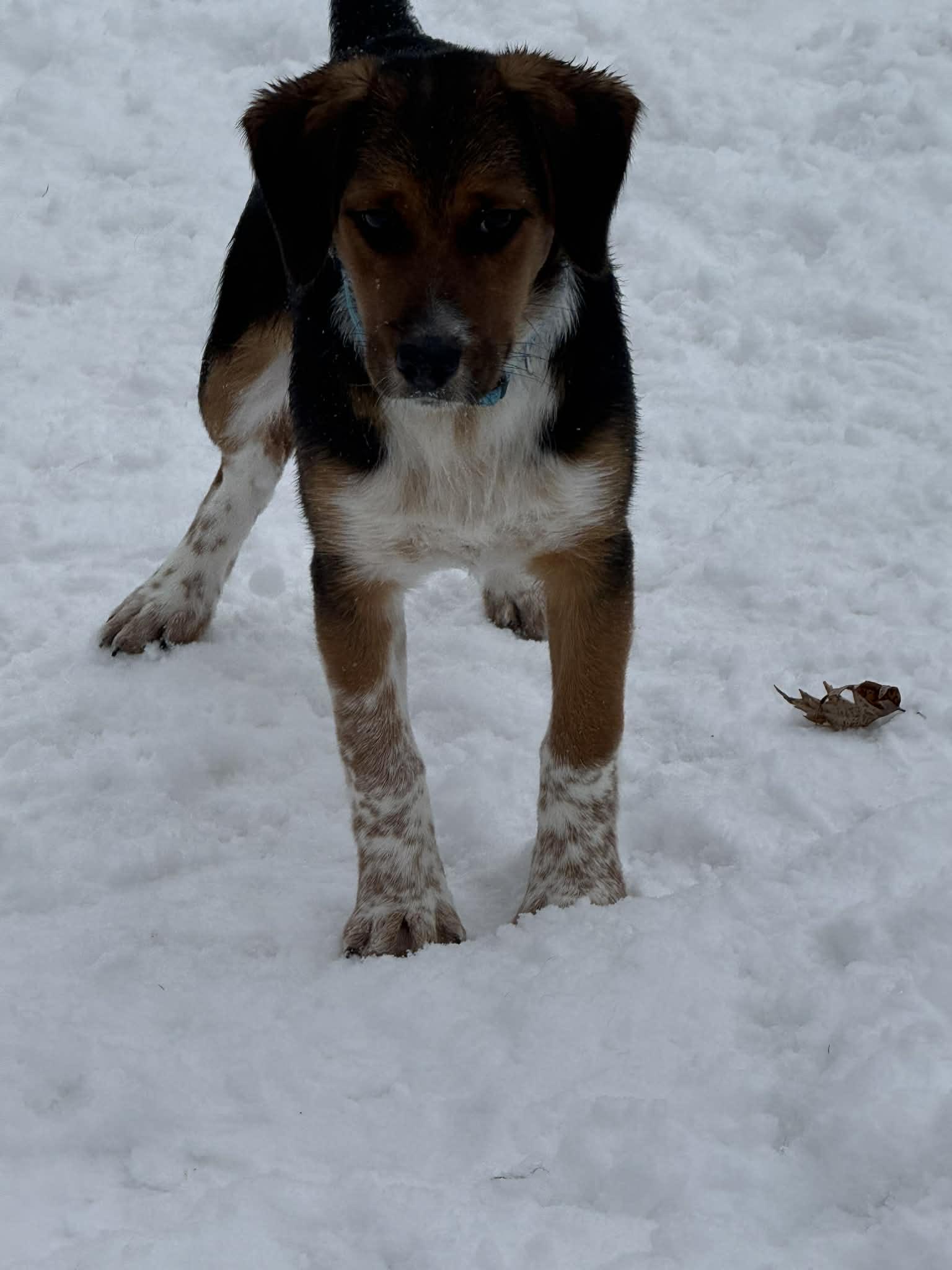 Enlarge Ryder , an adopted mixed breed in North Freedom, WI image 2/5