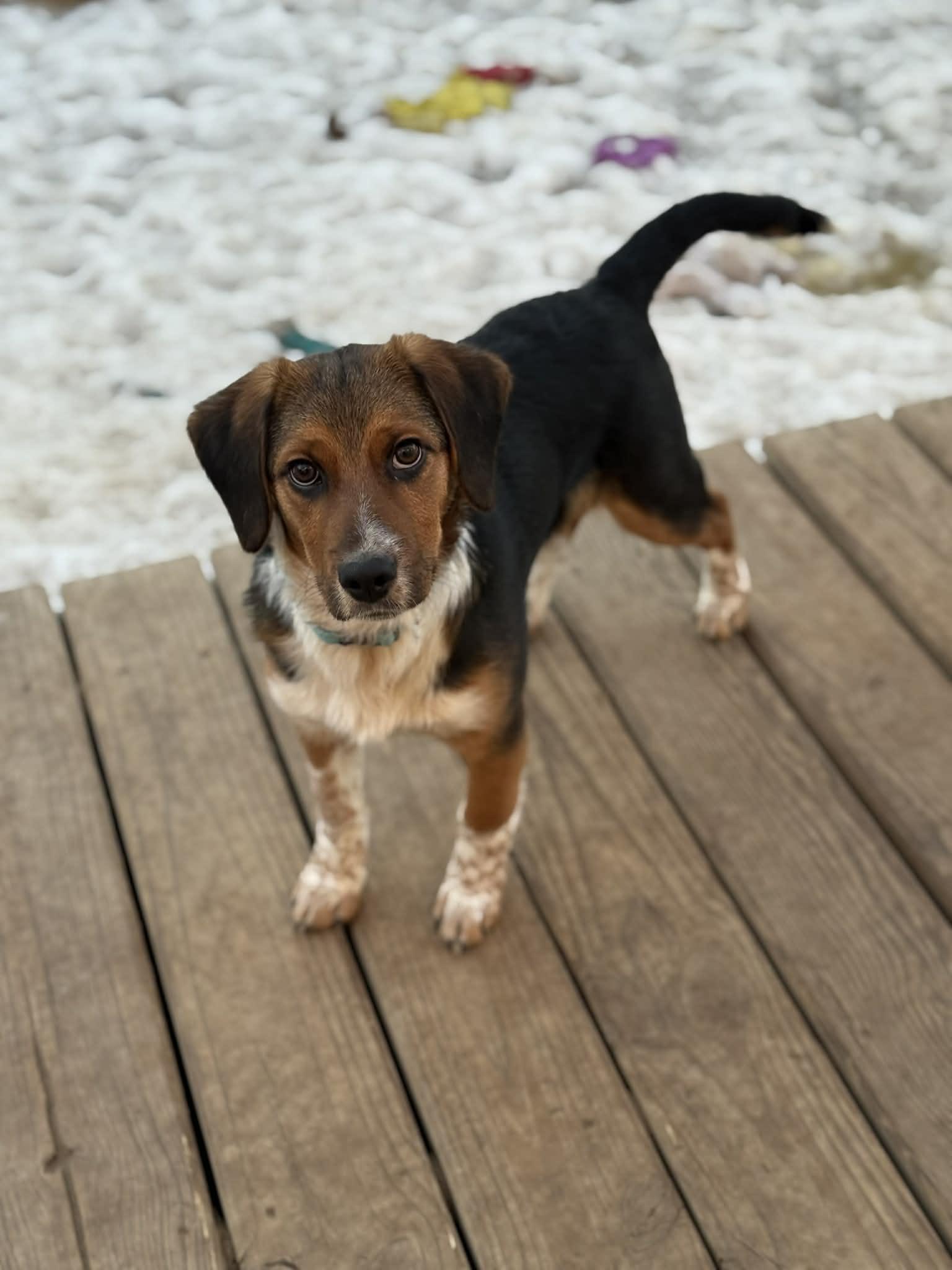 Enlarge Ryder , an adopted mixed breed in North Freedom, WI image 1/5