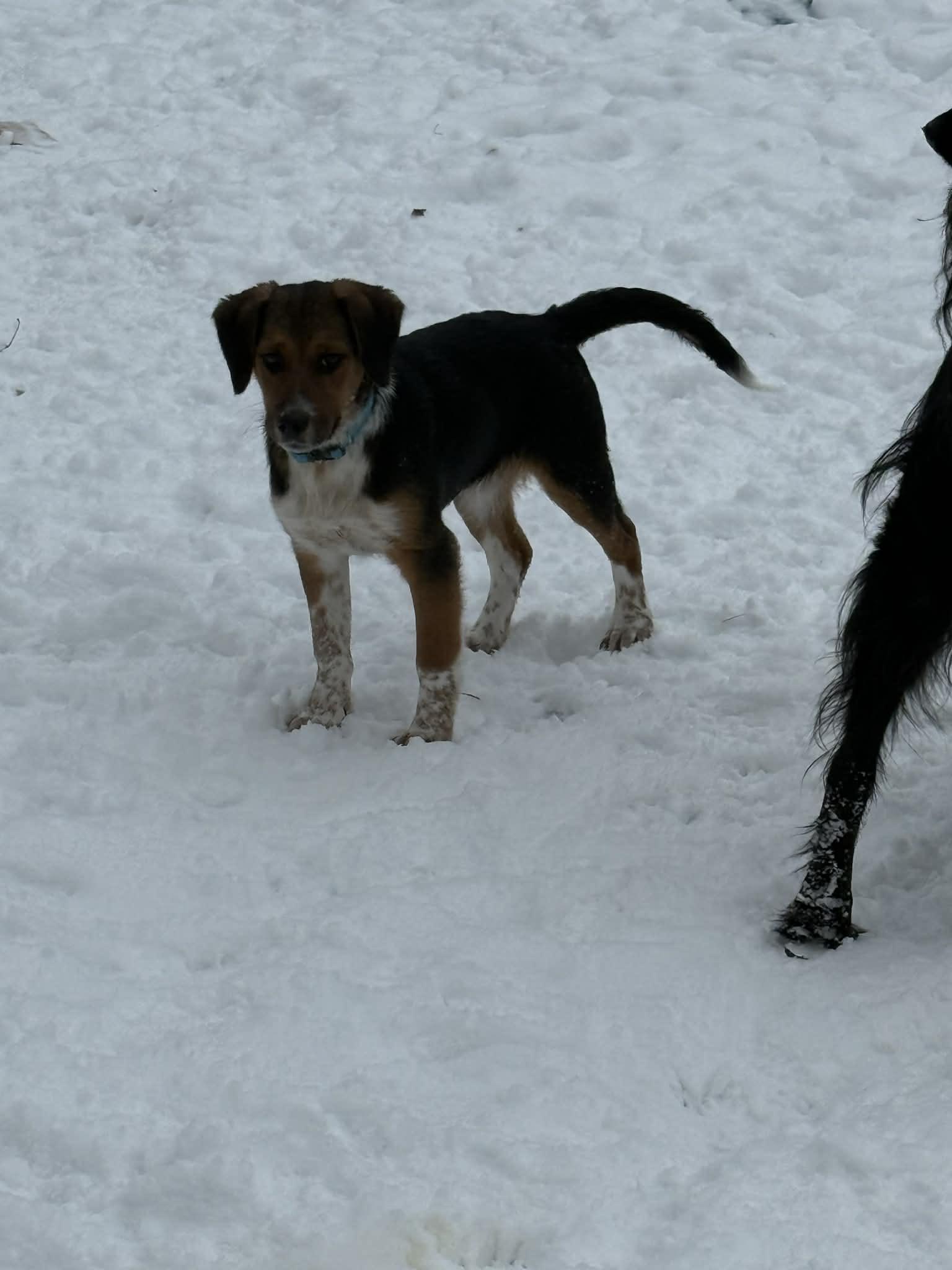 Enlarge Ryder , an adopted mixed breed in North Freedom, WI image 3/5