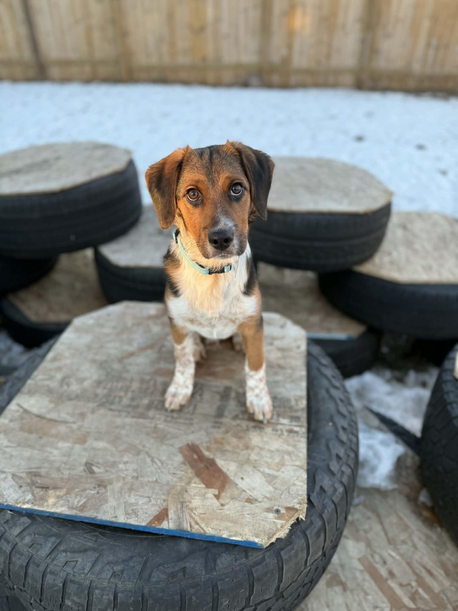 Enlarge Ryder , an adopted mixed breed in North Freedom, WI image 5/5